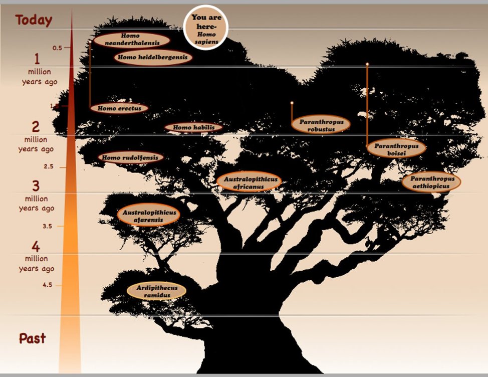Human ancestors were a hugely adaptable which helped them branch out and be able to survive in many different environments. The family tree shows you what this family tree looks like #goCMNH #MuseumMondays #CMNHatHome