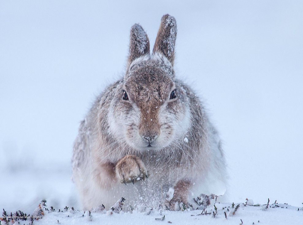 ...the ptarmigan & Arctic hare, which "dress like snow". She writes of how her "imagination is haunted" by "encounters" with these birds & animals.In your own life, what encounters with a wild creature/ creatures most haunt your imagination & why?  Snow hare by Ros Macfarlane