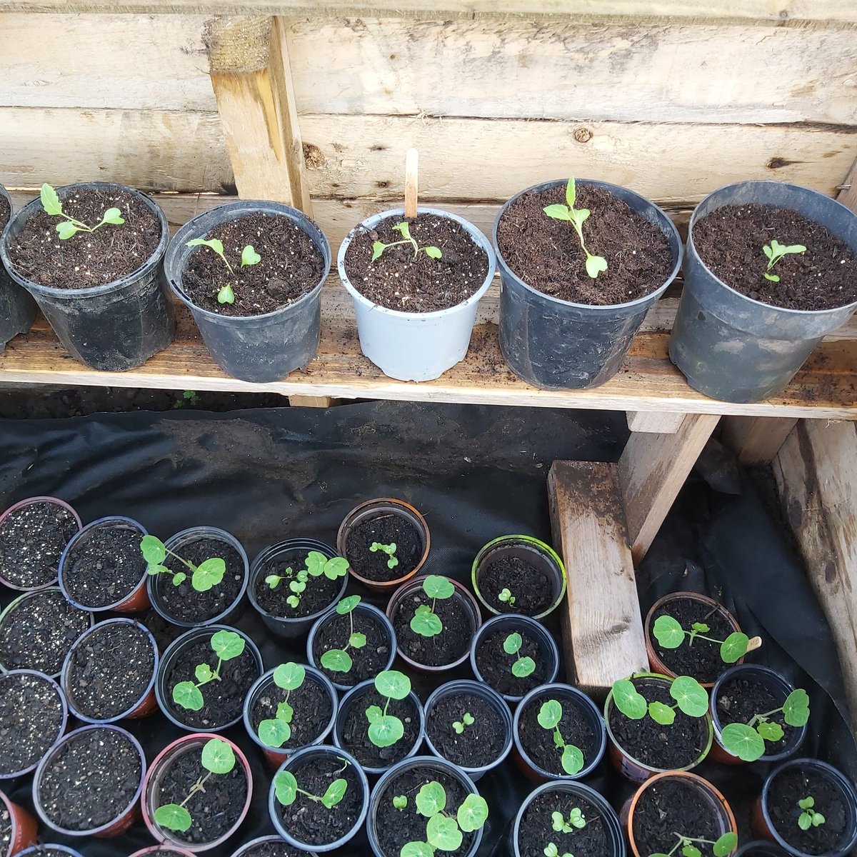ToavesG's tweet image. Update: cabbage plants, nasturtiums, and broad beans...still to emerge.
#allotment #toaves #coldframe #dailywatering #futurefood #homegrown