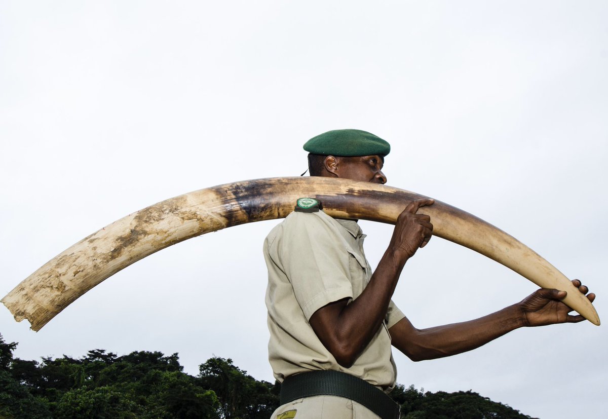 AfricanParks's tweet photo. Our 1,100 Ranger force prevents poaching and wildlife entering the illegal wildlife trade, playing a critical role in protecting nature for the benefit of humanity. Read more: https://t.co/CX0k7xuIZs 

📷 Pete Oxford https://t.co/rZJhWX2TnY