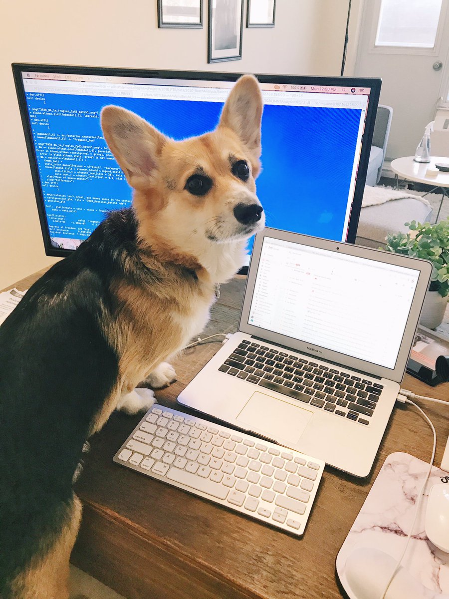 Coding corg- here to brighten your Monday ! #bioinformatics #compbio @dog_rates @OhMyCorgi