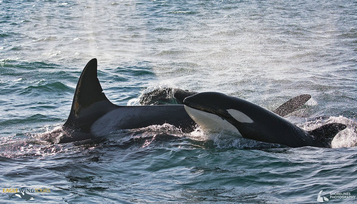 Operations have been paused due to COVID-19 but we will continue to bring you some of our favourite photos so please stay tuned! 
Here, mama transient T41A leads kids T41A3 (foreground) and T41A2 (back). 
#wild4whales #virtualwhalewatch #explorevictoria #salishsea