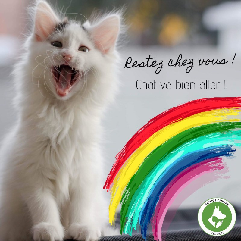 Twitter पर Refuge Animex Bon Debut De Semaine Notre Belle Claudelle A Un Message Important Et Des Suggestions A Vous Transmettre Ce Matin Chat Lut Chers Abonnes Hier Suite Ici T Co Zx6cq4vsb3