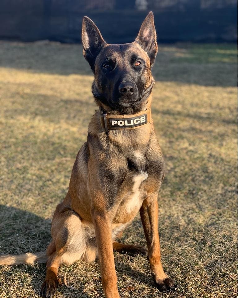 k9_london's tweet photo. Our Unit is pleased to official introduce PSD Carbon!! PSD Carbon is fully certified and ready to rock the streets of London with his handler PC Hellyer...PSD Carbon is a two year old Belgian Malinois. #k9unit #k9ltw #londonpolicek9 #thenoseknows https://t.co/1Gsm3PRo9G