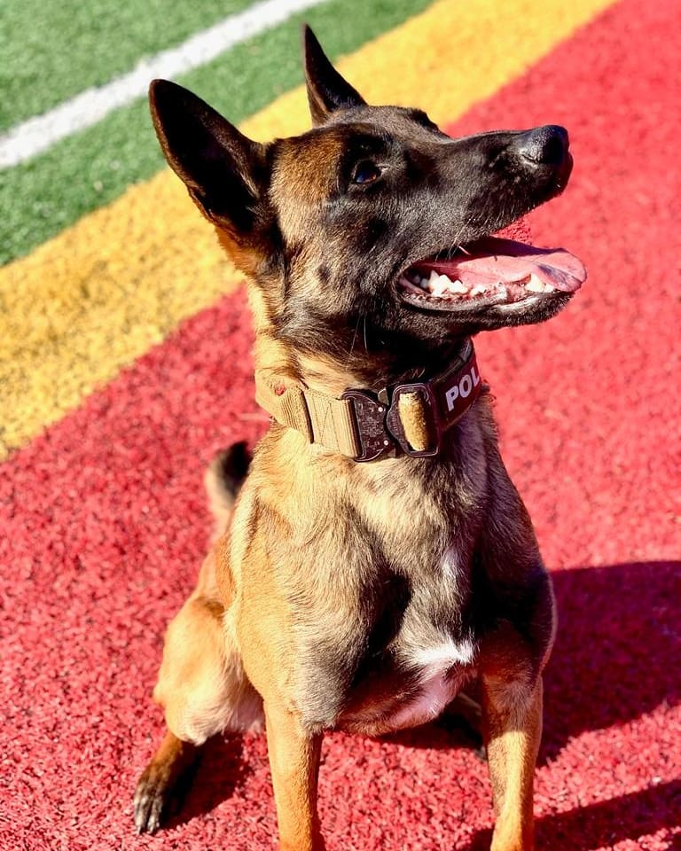 k9_london's tweet photo. Our Unit is pleased to official introduce PSD Carbon!! PSD Carbon is fully certified and ready to rock the streets of London with his handler PC Hellyer...PSD Carbon is a two year old Belgian Malinois. #k9unit #k9ltw #londonpolicek9 #thenoseknows https://t.co/1Gsm3PRo9G