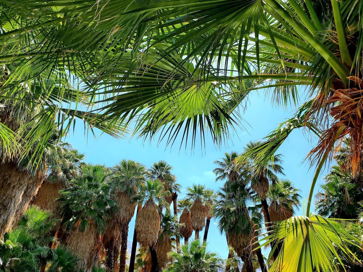 29 Palms Inn tweet media