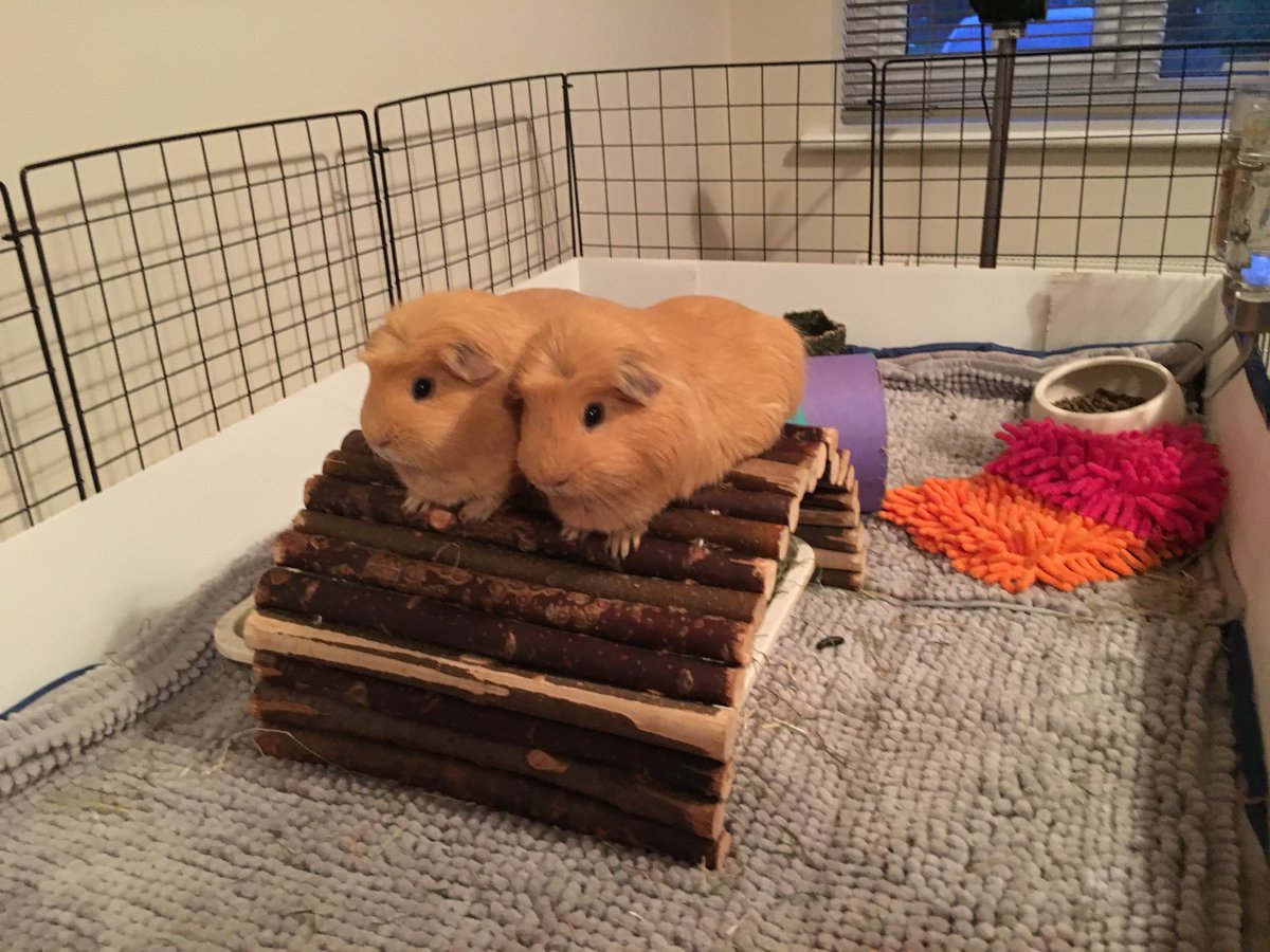 TuftyPiggie's tweet photo. One log bridge or two? #logclub
#goldenbirthdaytakeover #goldenbirthdays #goldenmischief https://t.co/TA2NzTJEfq