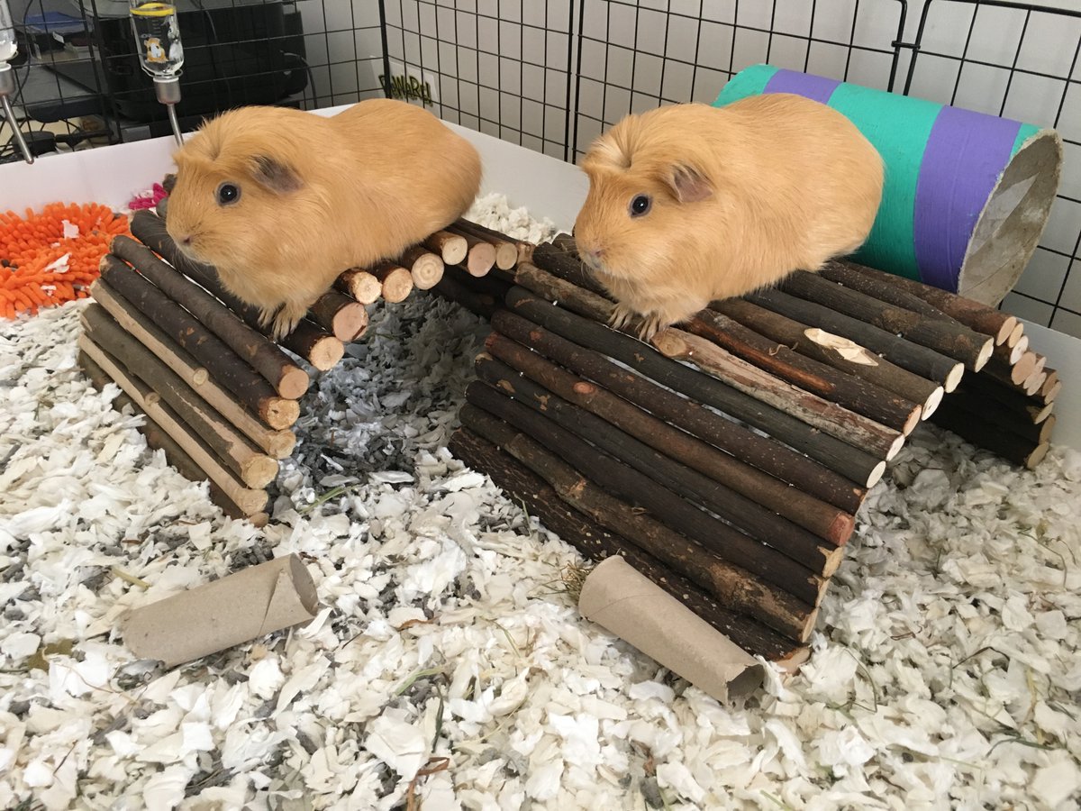TuftyPiggie's tweet photo. One log bridge or two? #logclub
#goldenbirthdaytakeover #goldenbirthdays #goldenmischief https://t.co/TA2NzTJEfq