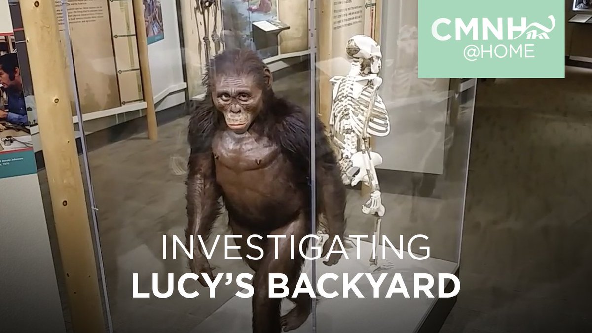 Did you catch today's #MuseumMondays?? We take a tour of the Hall of Human Origins and investigate everything there is to know about #LUCY! Head to our FB page or website to view the video series. Questions?? Contact <a href="/CMNHedu/">CLE's Museum Educators</a> for more Lucy info! #goCMNH

ww.cmnh.org/athome