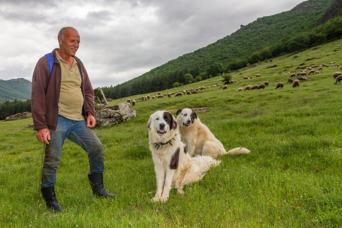 Living alongside predators is not without its issues, so how do countries adapt? In the mountains of Northern Greece,  @Arcturosgr - a wildlife protection charity, are breeding Greek Shepherd Dogs and gifting them to upland sheep farmers.