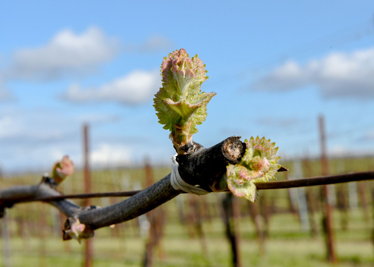 No matter what is going on in the world, nature still moves forward. In the #RussianRiverValley, vines are springing to life and our 2020 Vintage is officially underway with bud break in our Jane’s Vineyard.