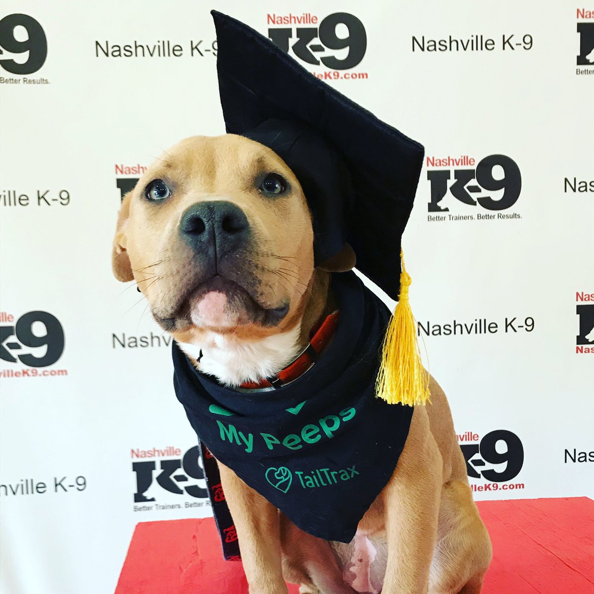 Congratulations, Lilo! You graduated!! #behavior #dogtraining #nashvilledogtraining #middletn #nashville #dogtrainer #obedience #agility #behavior #pitbull #pitbullpuppy #bettertrainers #betterresults #NashvilleK9