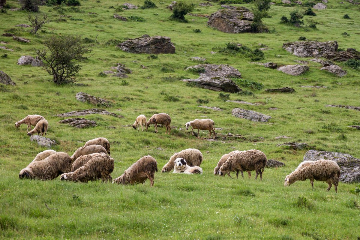 Greek Shepherd Dogs are not only adapted to their mountainous environment, but instinctively guard from within the flock, nullifying the tactics of the wolves.