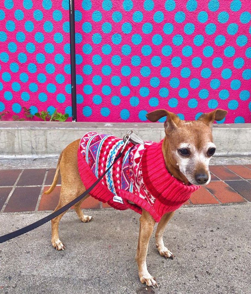 BlueberryPet's tweet photo. @bibibresler and her mom have a #matching set and came across this wall on their walk! We're in love with this look! Does anyone know where this wall is? It's so unique! https://t.co/AplUzux3zB