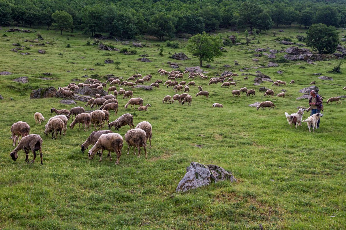 Many breeds of dog can offer protection to livestock but the majority will attempt to overcome a threat by running towards it. This leaves the flock unguarded & intelligent pack-hunting wolves have learned to draw the attention from the front, allowing a 2nd attack from the rear.