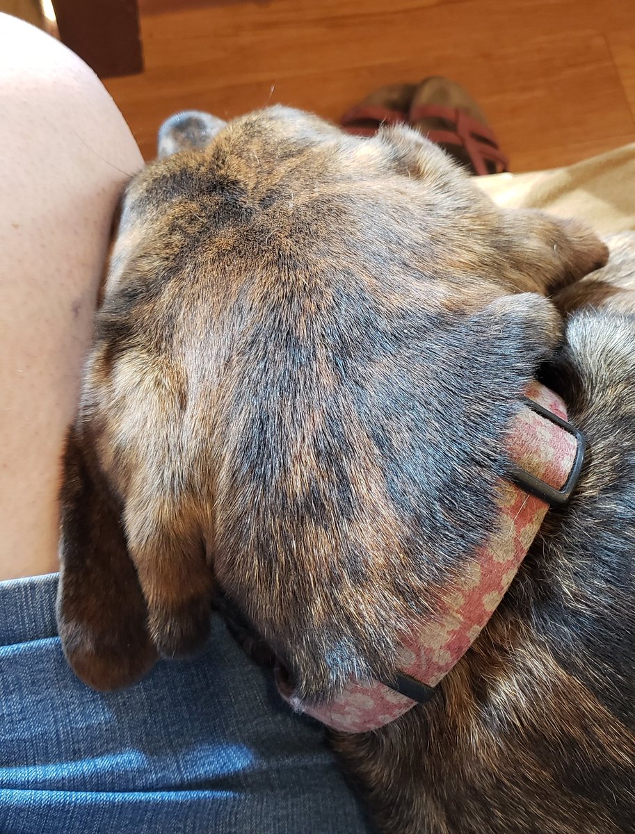 girlgeek_rva's tweet photo. My coworker is pressing her head against my thigh. #HRissue #DogsAreLove https://t.co/6iTV9sZ50w