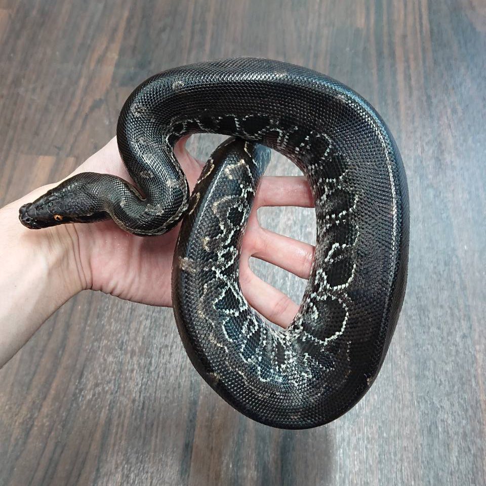 爬虫類ショップ マニレプ スタッフの呟き スマトラブラッドパイソン フルブラック かっこいいフルブラックのブラッドです 黒すぎて模様が見えません 笑 頭も真っ黒です T Co Qwciubsy0p Twitter 爬虫類ショップ マニレプ スタッフの呟き スマトラブラッドパイソン フルブラック かっこいいフルブラックのブラッドです 黒すぎて模様が見えません 笑 頭も真っ黒です T Co Qwciubsy0p Twitter