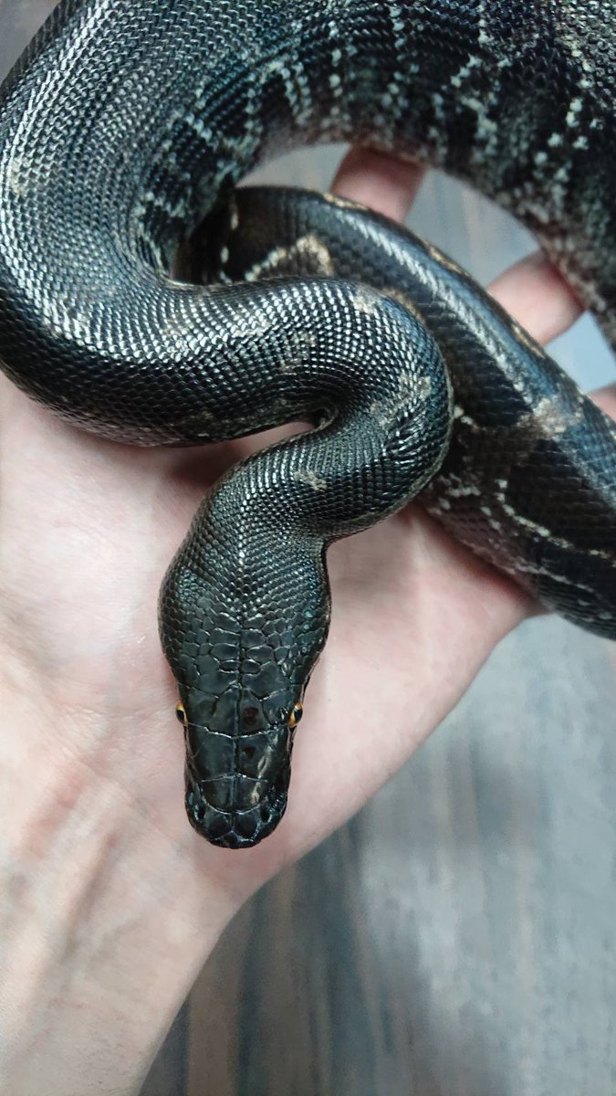 爬虫類ショップ マニレプ スタッフの呟き スマトラブラッドパイソン フルブラック かっこいいフルブラックのブラッドです 黒すぎて模様が見えません 笑 頭も真っ黒です T Co Qwciubsy0p Twitter 爬虫類ショップ マニレプ スタッフの呟き スマトラブラッドパイソン フルブラック かっこいいフルブラックのブラッドです 黒すぎて模様が見えません 笑 頭も真っ黒です T Co Qwciubsy0p Twitter