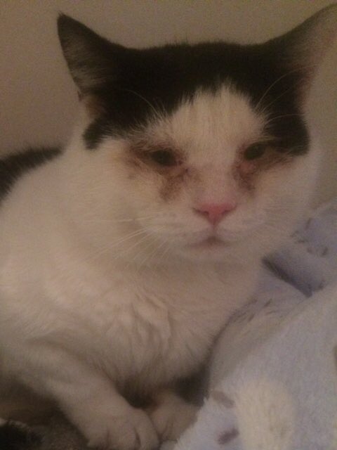 LATEST EMERGENCY - not chipped or neutered, with infected eyes, terrified and living rough.

facebook.com/49376600738892…