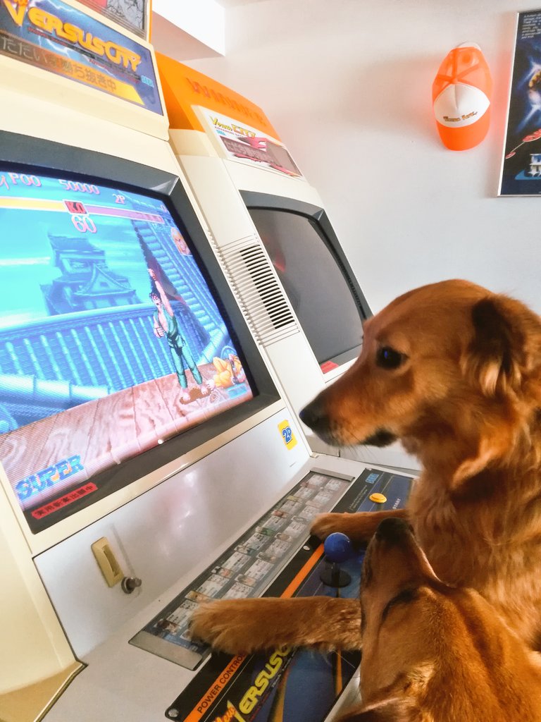 Mamouletta1's tweet photo. #ConfinementJour21
J'organise des combats de chiens.
Je suis pas sûre qu'elles aient tout assimilé. https://t.co/IEvFeIA4dF