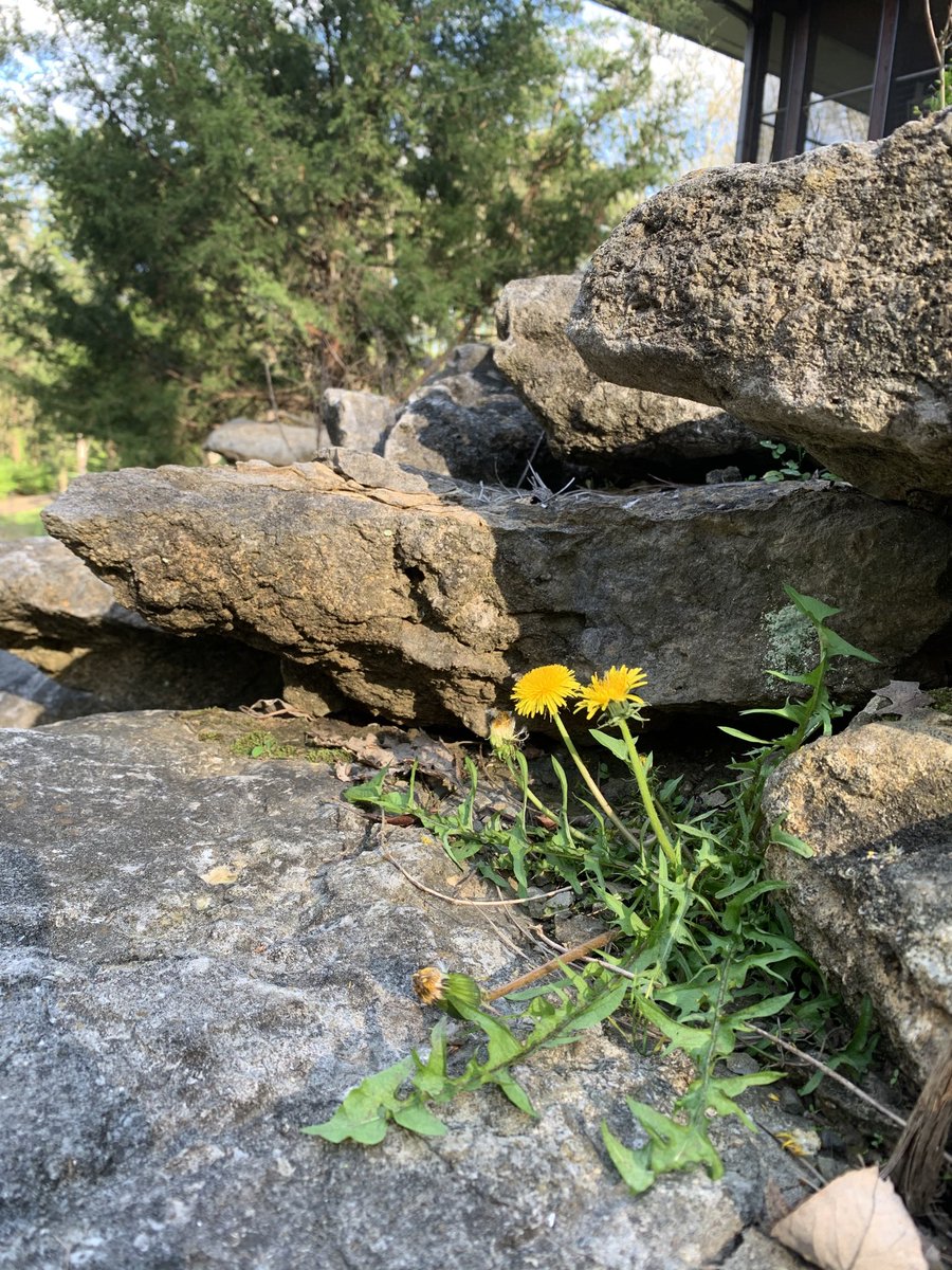 CMAlvord's tweet photo. They said “let your weeds grow — the bees need greater food diversity.” And just like that, we were ahead of the curve
#lazygardener https://t.co/r4CRgDXmhd
