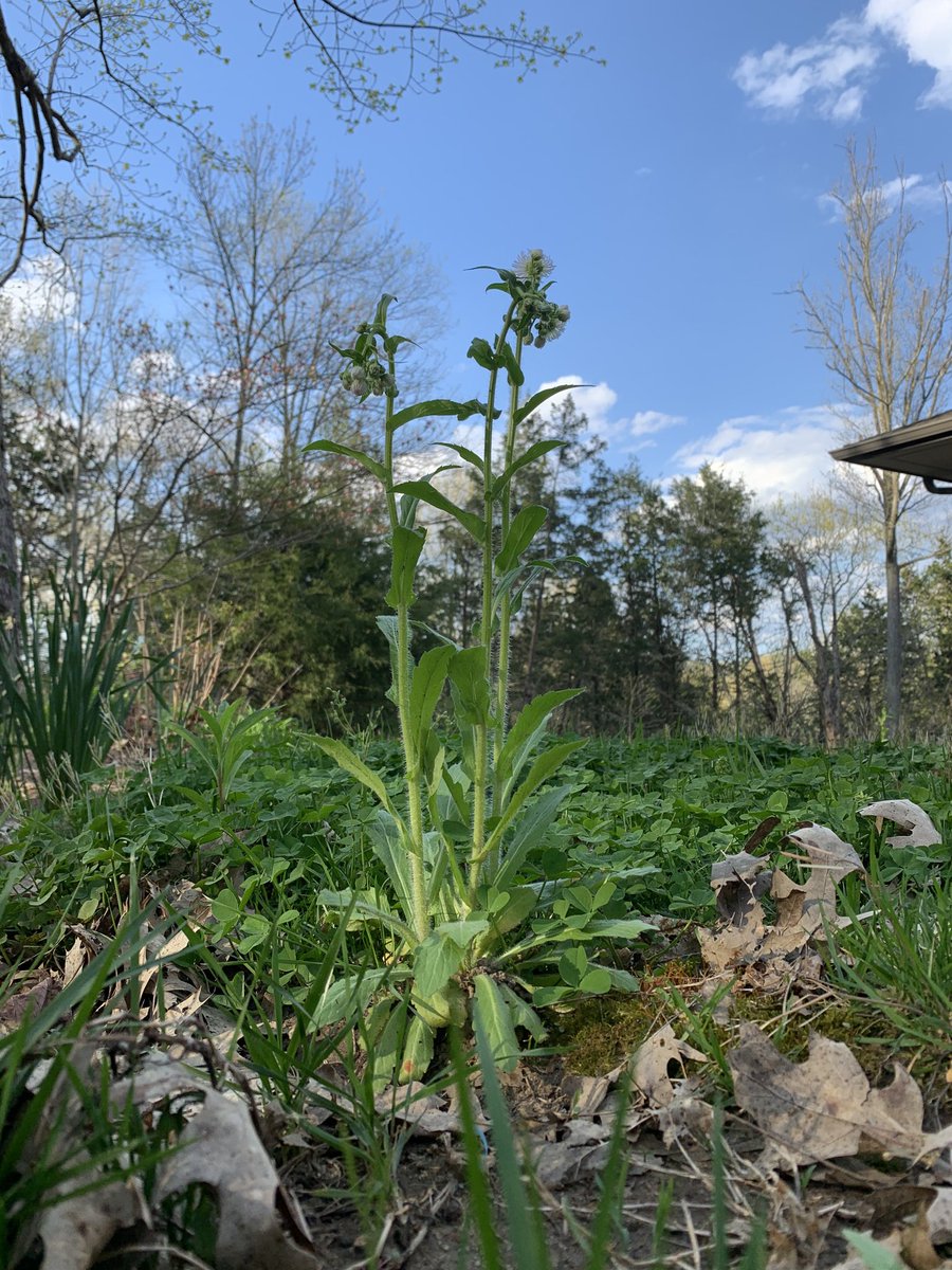 CMAlvord's tweet photo. They said “let your weeds grow — the bees need greater food diversity.” And just like that, we were ahead of the curve
#lazygardener https://t.co/r4CRgDXmhd