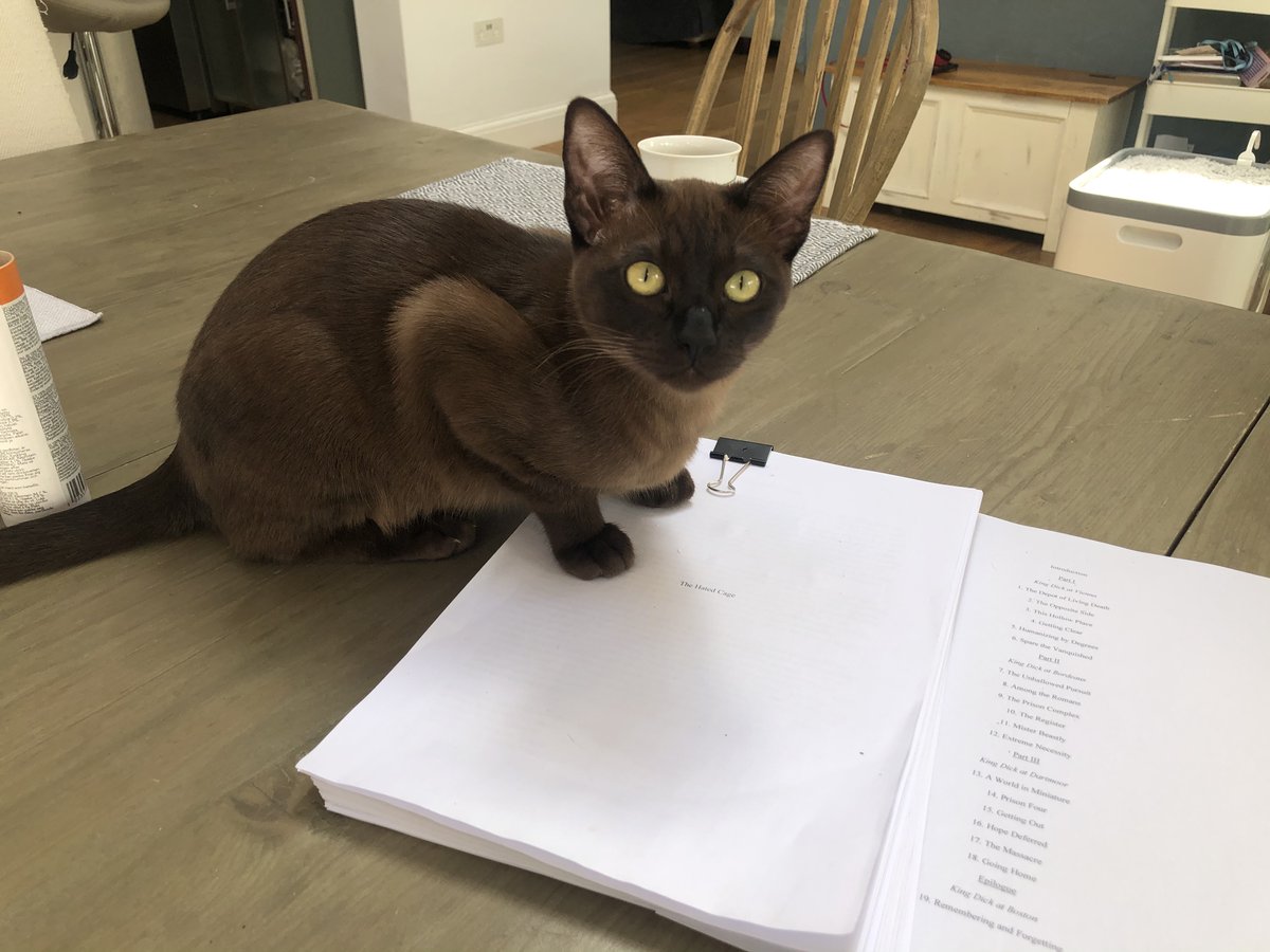 Writing still in progress but there's enough to support the obligatory cat-on-manuscript photo. Cats really drawn to this material though coincidentally there were treats on the title page./