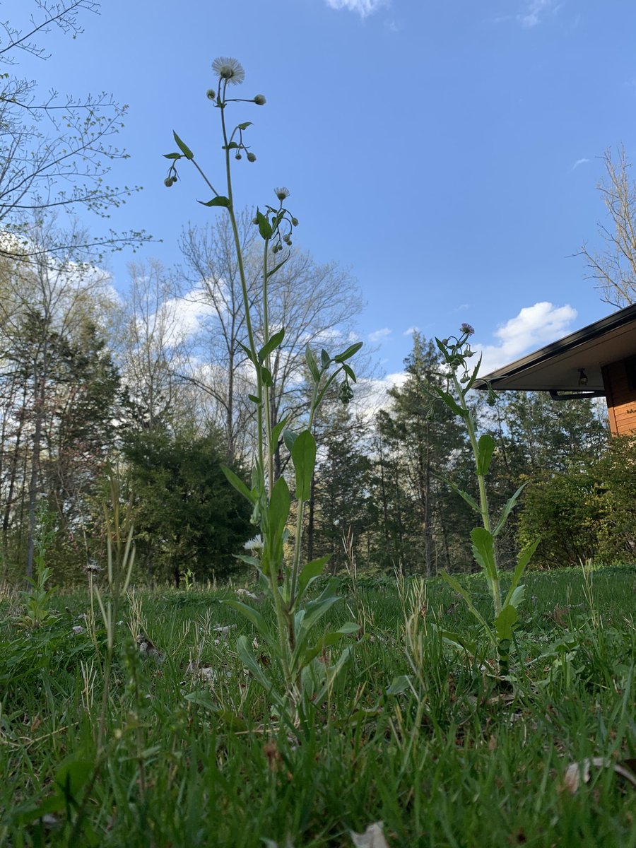 CMAlvord's tweet photo. They said “let your weeds grow — the bees need greater food diversity.” And just like that, we were ahead of the curve
#lazygardener https://t.co/r4CRgDXmhd