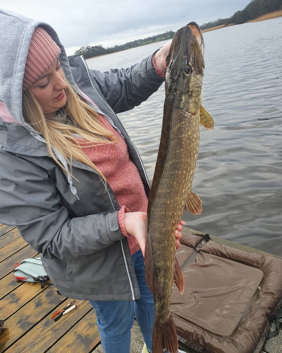 debzydoots's tweet photo. Roll on piketober when we can all get back out and see how these gorgeous pike are doing! Missing Lough Erne! #pike #lougherne #fishing #girlswhofish #missingfishing #catchandrelease https://t.co/940wUgVM5r