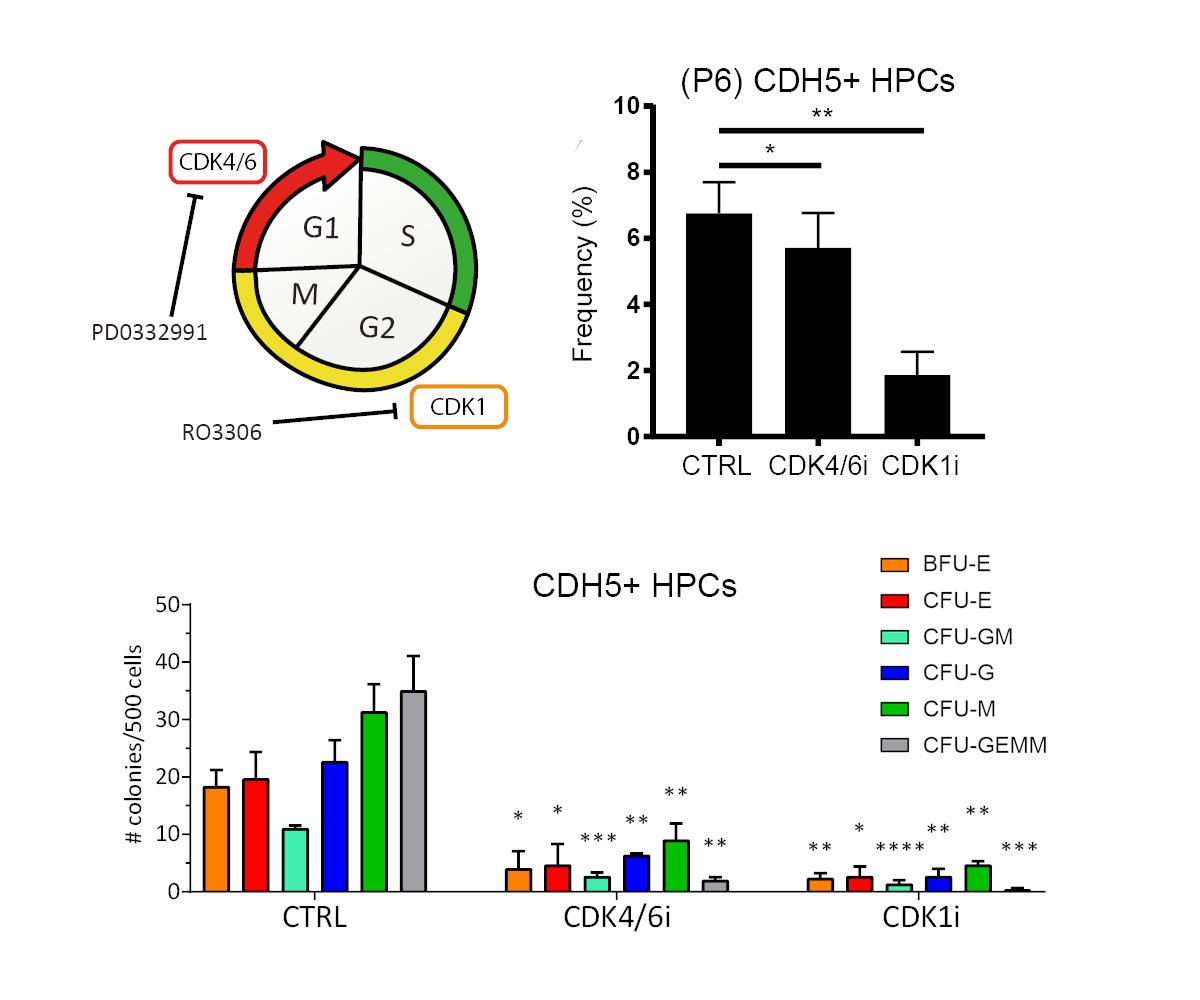 6/ Inhibiting CDK4/6 or CDK1 activity deplete the ability of haematopoietic progenitors (HPCs) to further differentiate to  #blood cells. However, the two regulators appear to have distinct roles