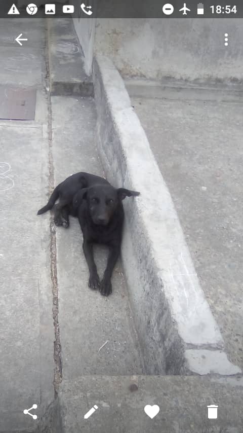 yaracalcagno's tweet photo. A este pobre animalito lo abandonó su flia. Lo dejó en la calle donde sufre fuertes maltratos. Se busca ayuda urgente. Por favor compartir. 🙏🏽04241581904. Petare https://t.co/EJy6Fo6hWx