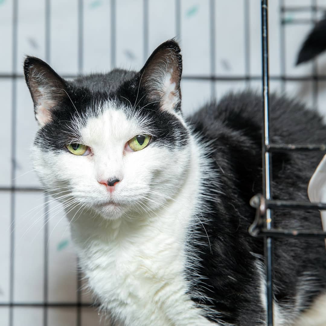 BBAWC's tweet image. Mafalda is a sweet and affectionate 5 YO lady who loves belly rubs and yoga mats. She is always happy to accept snuggles and head-kisses. Mafalda prefers to communicate via cute little chirps instead of meows, and her favorite time of day is lunch time. Or breakfast. Or dinner!