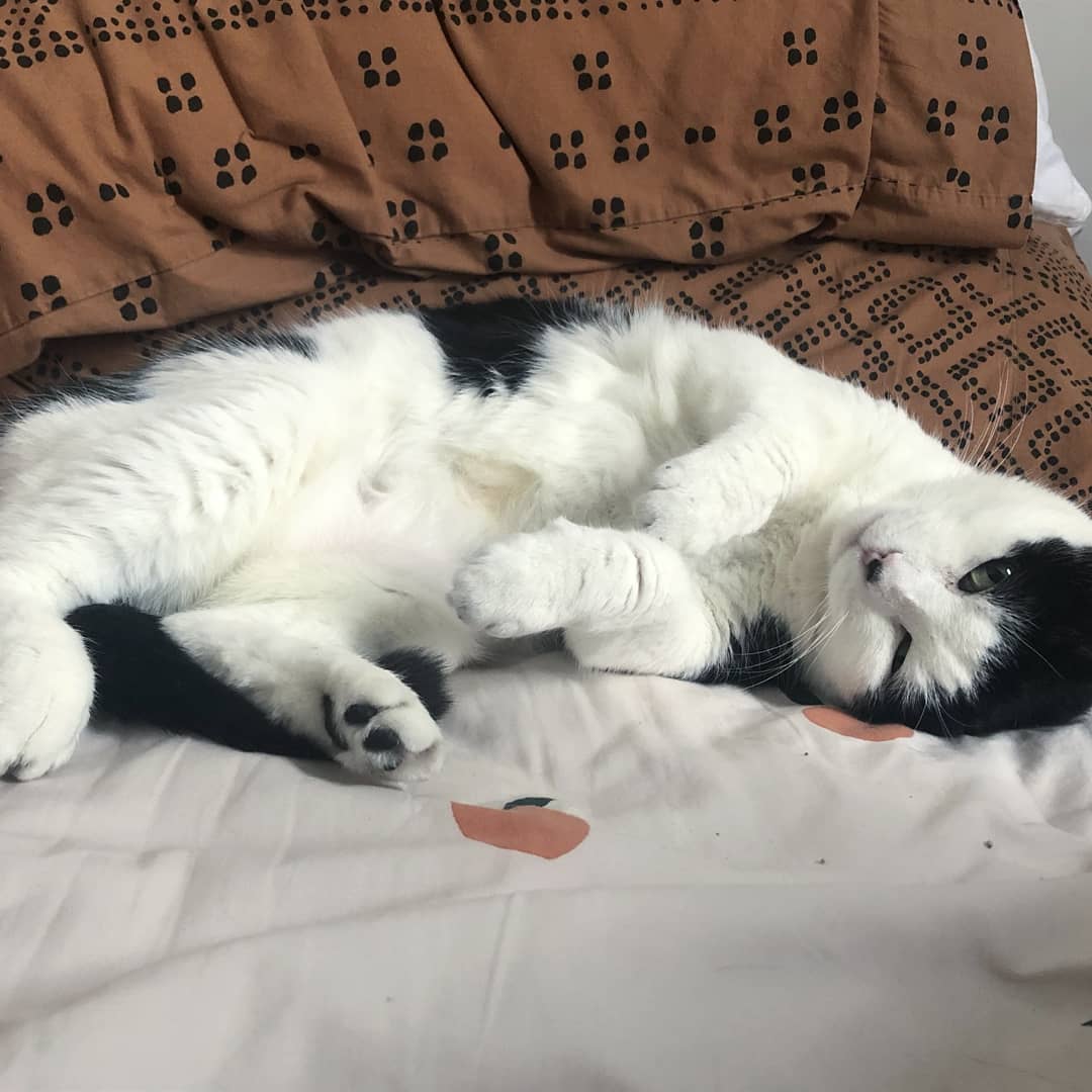 BBAWC's tweet image. Mafalda is a sweet and affectionate 5 YO lady who loves belly rubs and yoga mats. She is always happy to accept snuggles and head-kisses. Mafalda prefers to communicate via cute little chirps instead of meows, and her favorite time of day is lunch time. Or breakfast. Or dinner!