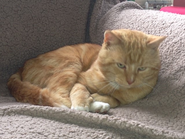 pm_alfie's tweet photo. I've been a bit under the weather lately. I've had an op, but am ok now. Glad to be looked after at home. Keep purring! Cheer up!  Humans need us big time! https://t.co/ymjCc6V1ho