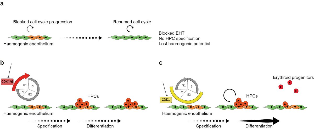 7/ CDK4/6 is necessary for acquiring differentiation potential. Its inhibition preserves HPCs but they can't differentiate. CDK1 is more important for maintenance, as the HPC population is eroded when CDK1 is inhibited and only non-cycling cells can preserve the HPC state