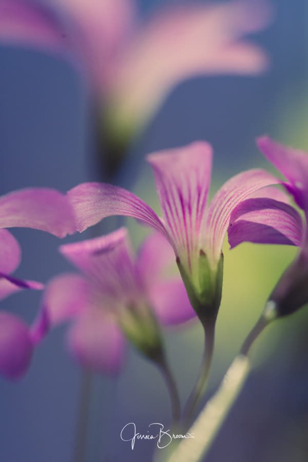 JessBroomPhoto's tweet photo. Continuing with my wild violet series. https://t.co/usLE674I6H https://t.co/Z1UZMhPBkr