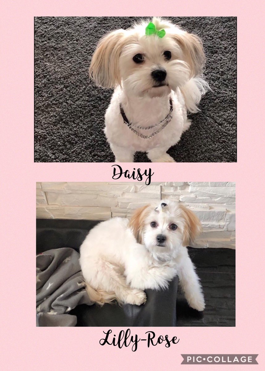 littlebakeryswe's tweet photo. My fur babies❤️ @TallShipProds #petlander @Outlander_STARZ sisters 🦋 https://t.co/op9aoNXkxj
