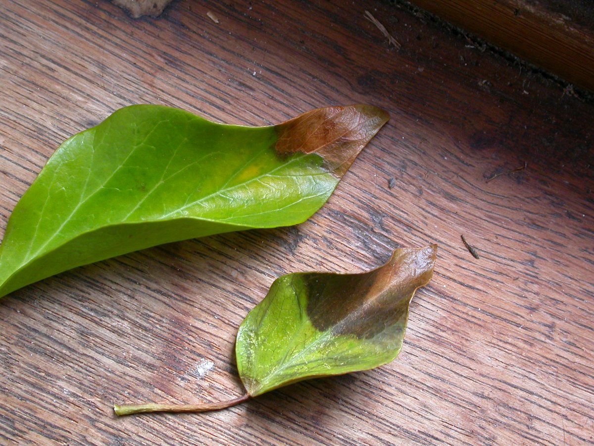 It is usual for ivy to lose a proportion of its old, yellowing leaves in late spring but something different seems to be happening this year. Wholescale die-back, often associated with this phenomenon - dying of leaves starting with browning from leaf tips.