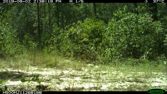 CandidCritters's tweet photo. We rarely get reptiles on camera, but it seems we caught a turtle on camera in Moore County! @NCWildlife https://t.co/1Oi8402AIC