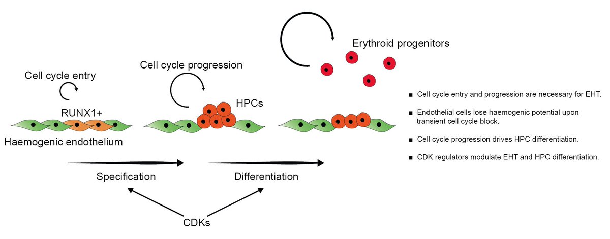 9/ We propose a tight link between cell cycle regulation and EHT. Within a narrow time window, cell cycle entry and progression are necessary for the completion of the haemogenic programme. This is modulated by the timely activation of specific cell cycle regulators.