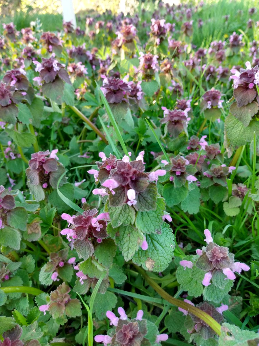 If you're out and about in our nature reserves and green spaces (following all coronavirus guidance please), there are lots of common wildflowers now offering their nectar to our struggling pollinating insects. Greater Stitchwort, Green Alkanet and Red Dead Nettle as examples!