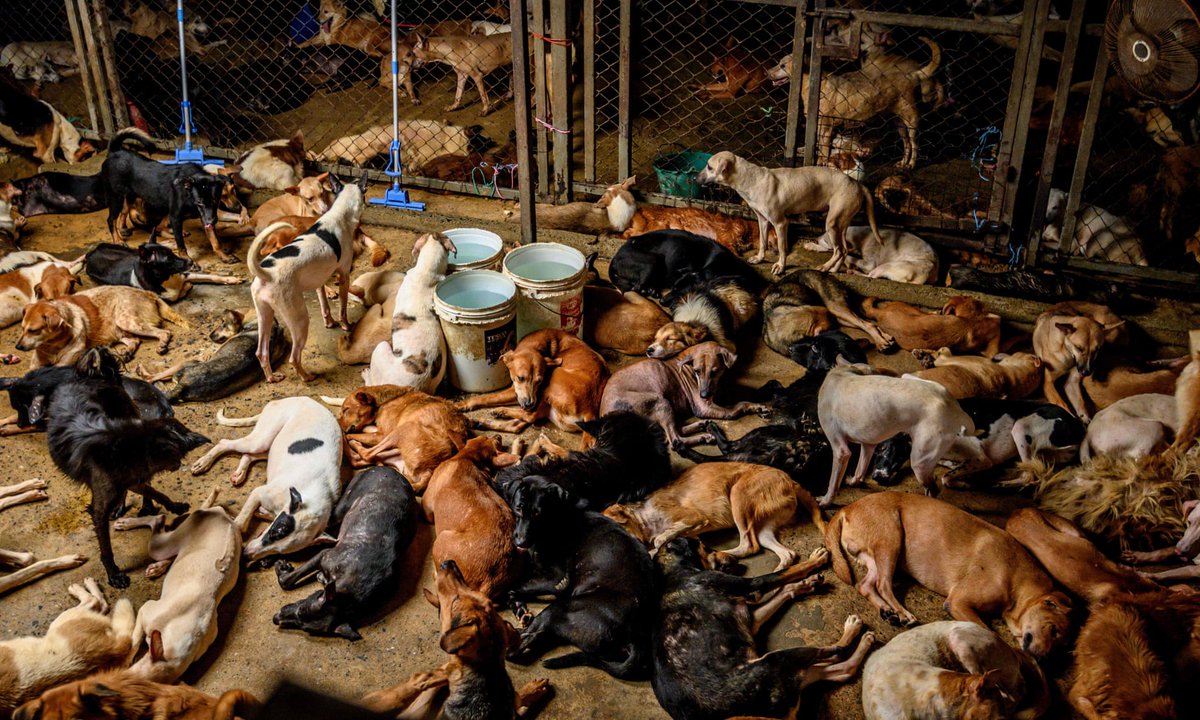 stillmovingproj's tweet photo. Dogs rest in a crowded enclosure at Auntie Ju’s shelter for stray dogs on the outskirts of Bangkok, Thailand 

Photograph: Mladen Antonov/AFP/Getty https://t.co/enxSM4KPJh
