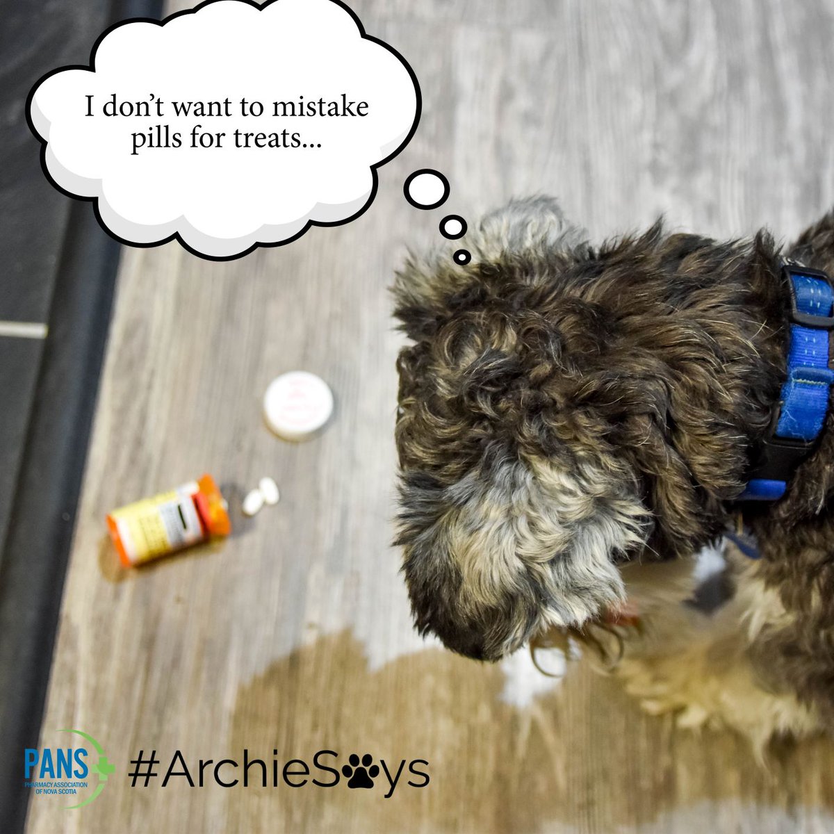PharmacyNS's tweet photo. #ArchieSays 🐾 to keep your #medication in a safe place so they are out of reach of small children and dogs. Blister packages can help to stay organized. #PANS https://t.co/trU0rgyXM1
