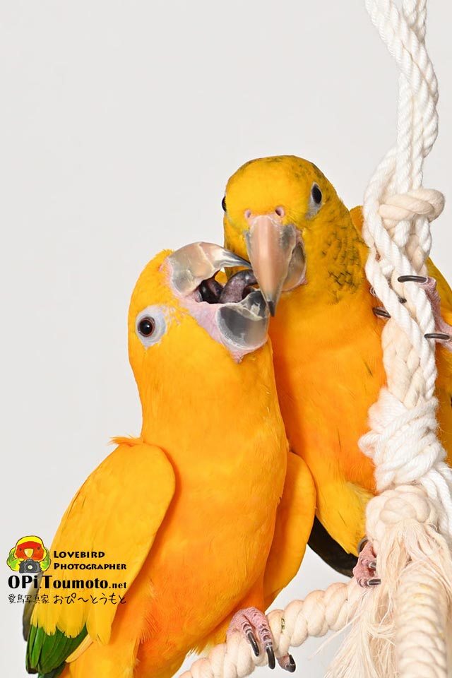 OPi.Toumoto📷🐦 tweet media