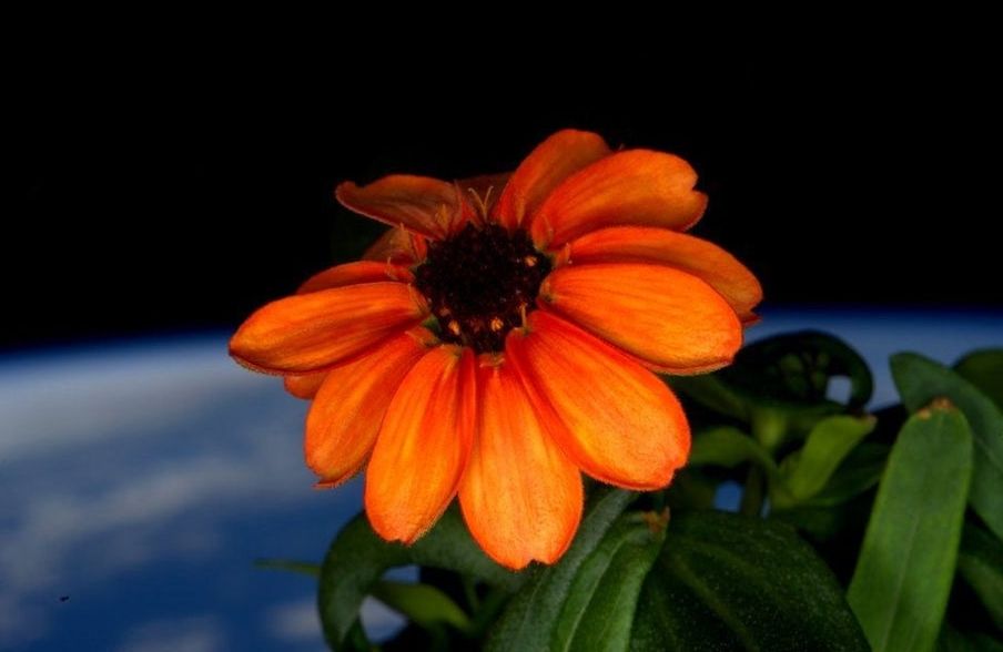 AdlerPlanet's tweet photo. 🌸🌹🌼 Even flowers in space know when it's time to bloom. Hello #spring! 💛 #MuseumMomentsOfZen

[ 📷 : @NASA/Scott Kelly ] https://t.co/rkzL1vTAsM