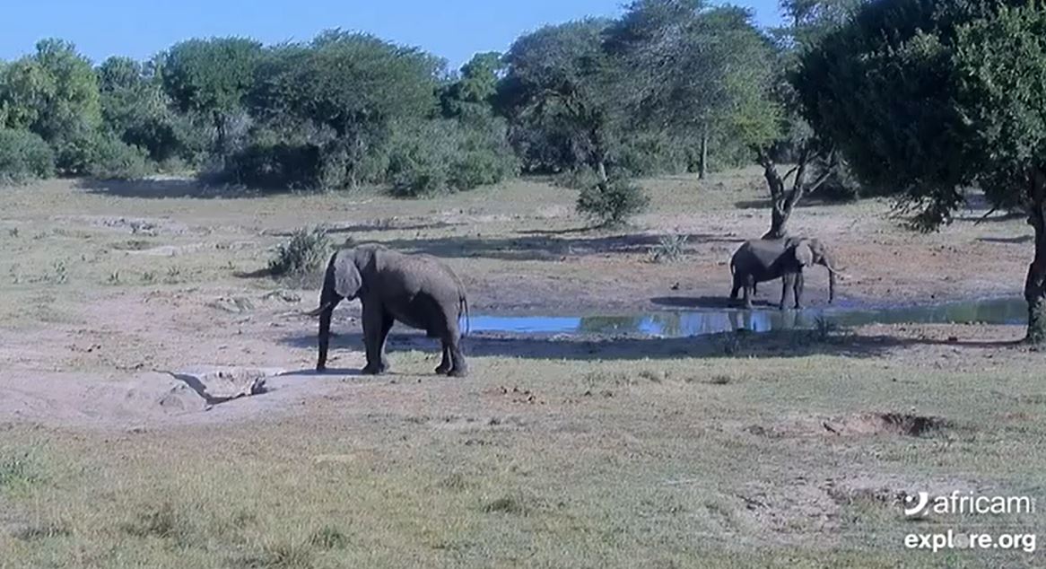 Vacations xld, can't see friends & family, trying times for sure. We will be sharing some cool places to visit from your couch. 1st up, the Africam Tembe Elephant Park  #livestream. Some of the largest elephants in the world & opportunity to spot the Big 5.  https://bit.ly/39NdhUk 