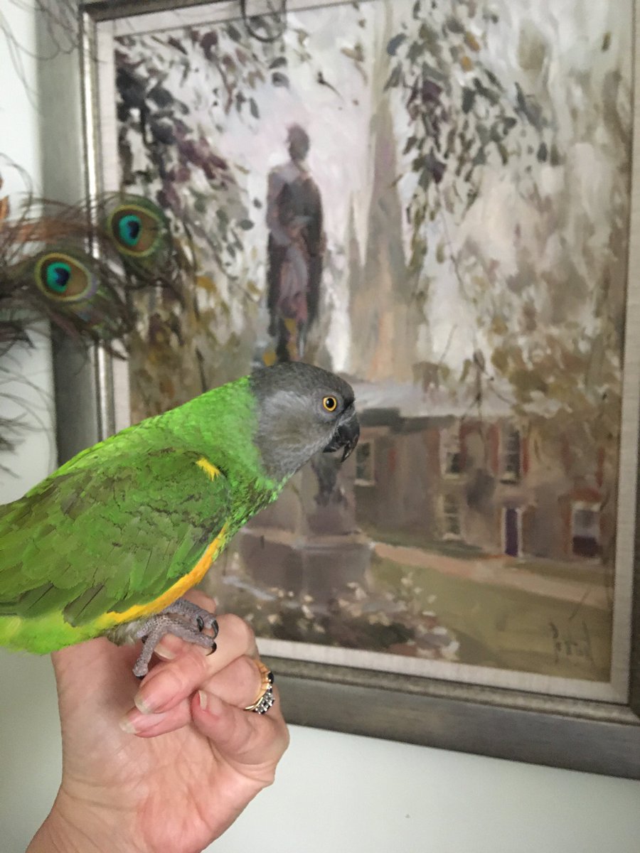 PickleParrot's tweet photo. Checking out the art today - I’m quite the connoisseur 

#parrot https://t.co/2m3Rdz8nm5