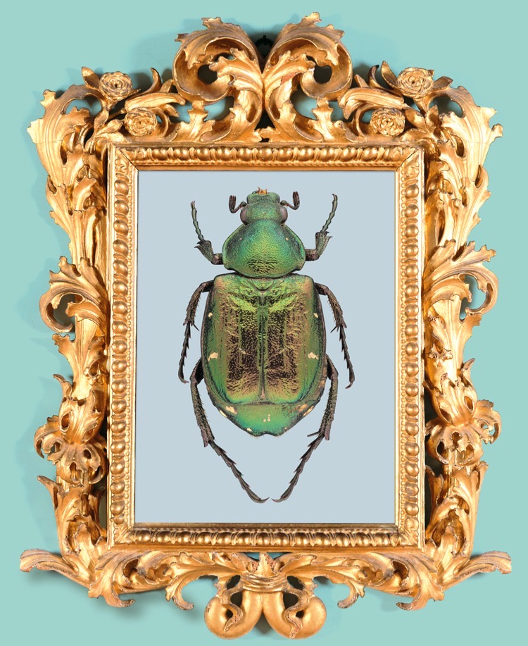  #MMBeautyandtheBeasts brings together hundreds of insects & the work of scientists & artists to explore their curiosity & care for these extraordinary creatures. Check out the exhibition on our mobile site  #MMinQuarantine with multilingual interpretation. https://mmbeautyandthebeasts.wixsite.com/mmbeautyandthebeasts