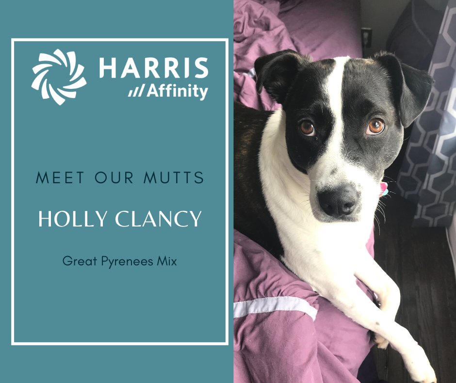 HarrisAffinity's tweet photo. With #COVID19, #HarrisAffinity is #WorkingFromHome. Each Monday throughout April, weโll introduce you to our newest โco-workers.โ Meet Holly, our marketing specialistโs sidekick, who keeps watch on the neighborhood while Farrell takes conference calls #MeetOurMutts https://t.co/2PargR5k9j
