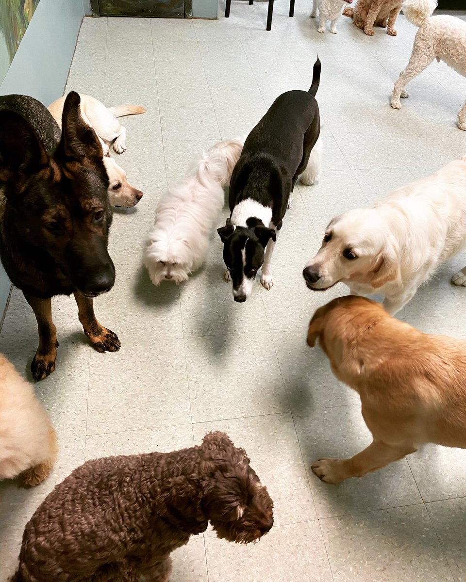 reiningcatsdog's tweet photo. We miss our friends in playcare, but we will be together again soon. 🤗🐶
#mondaymood #besafe https://t.co/tvqKJpTyF9
